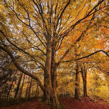 Livi Pod Woodland Kamp alanı Carlton Miniott