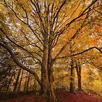 Livi Pod Woodland Camping Carlton Miniott